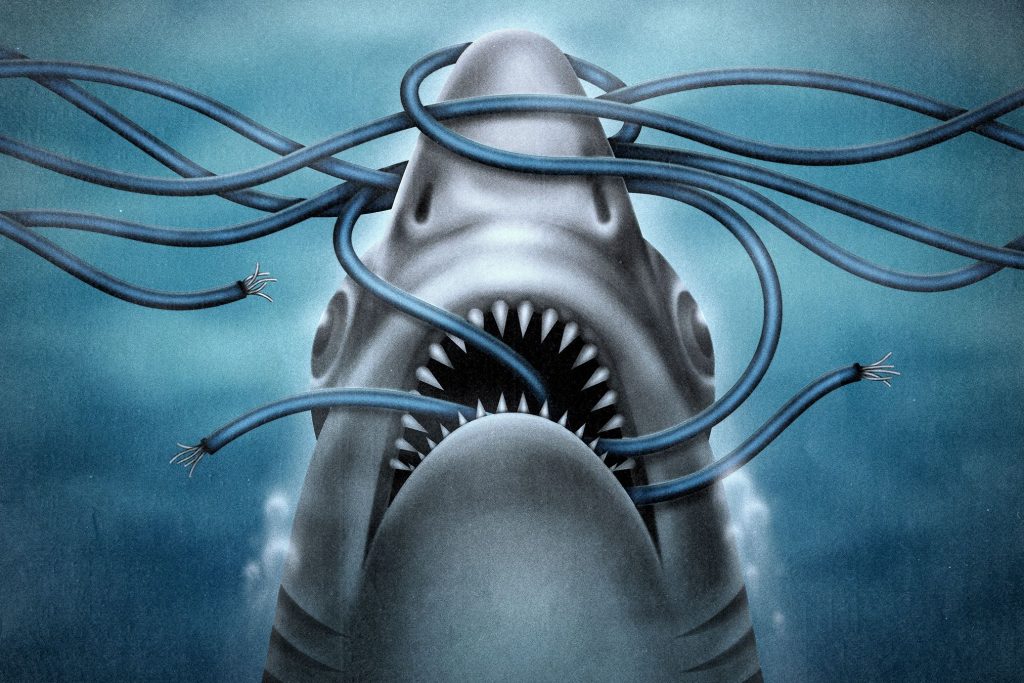 Sharks25201.jpg